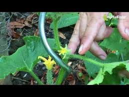 Rankhilfe Gurken Mit Wenig Aufwand Perfekt Aufbinden Gurkenpflanze Gurken Rankhilfe Rankhilfe