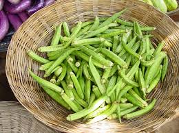 Okra or lady's finger vegetable plant in the garden. Okra World Crops Database Vegetables