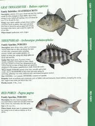 Florida Fish Identification