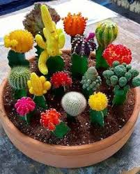 How are cacti adapted to the desert? 8 Grafted Cactus Ideas Grafted Cactus Cactus Cactus Plants