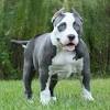 The visibility of the blue mask depends on the pitbull color. 3