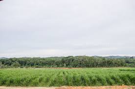 5 important tips for ensuring that drinkable raw milk freshness is maintained for as long as possible in your refrigerator. Eco Yap Leading The Way For Sustainable Dairy Farming Sabaheats