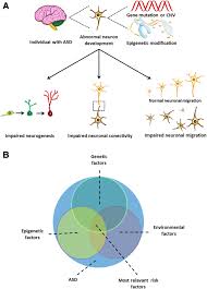 Cochrane database syst rev, 2018. Autism Spectrum Disorders Autistic Phenotypes And Complicated Mechanisms Springerlink