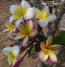 Pin On Plumeria For 2013