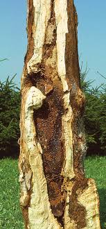 The bees are entering an opening which is barely big enough to reach your hand into. How Do Honeybees Survive In Cold Weather Does Freezing Weather Kill Honeybees