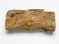 Image result for Maclura africana