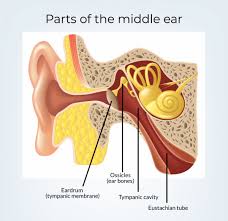 It is rare to see the stapes bone because it is so deep to the eardrum. What Is Tympanometry