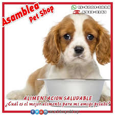 Purina Purinaproplan Proplandog Dogchow Catchow Dogui Gati Purinaexcellent Pedigree Pedigreedog Pedigreepouch Cat Chow Purina Pro Plan Food Animals