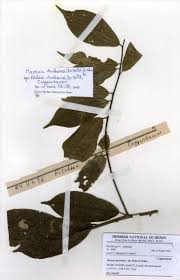 Image result for Maerua duchesnei
