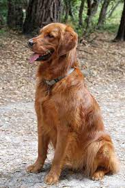 Dark Golden Retrievers Retriever Puppy Red Golden Retriever Puppy Dark Golden Retriever