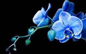 Blue Orchid Wallpaper Flower Meanings Pictures And Photos Blue Orchid Flower Blue Orchids Orchid Wallpaper