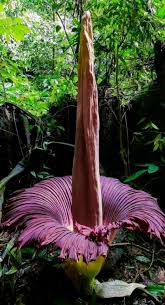 Image result for Amorphophallus