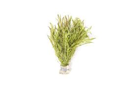 Image result for Mayaca baumii