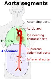 Aorta Wikipedia