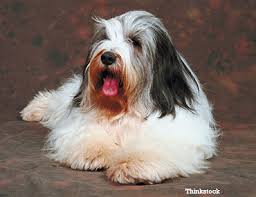 Check spelling or type a new query. The Polish Lowland Sheepdog