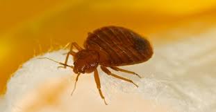 Have a pest control california problem and need an expert? Pro Pacific Pest Control Temecula