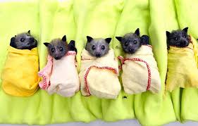 Pour Lutter Contre Les Moustiques Cet Ete Adoptez Une Chauve Souris