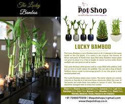 Lucky Bamboo The Lucky Plant Lucky Bamboo Bamboo Plants Plants