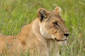 What leads to human-lion conflict and how do we stop it?