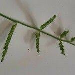 Image result for Moorochloa eruciformis