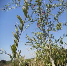 Image result for Securidaca longepedunculata