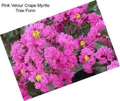 Lagerstroemia x 'ebony glow' a u.s. Trees Crape Myrtle Trees For Sale In Las Vegas Agriseek Com