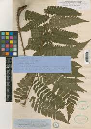 Image result for Anthephora pungens