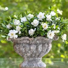 Image result for Gardenia cornuta