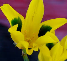 Image result for Moraea carsonii