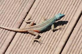 Agama definition, any of numerous agamid lizards of the genus agama, many of which are brilliantly colored and have the ability to change the color of the skin. Southern Rock Agama Stock Photo Image Of Rock South 13583004