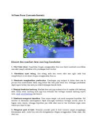 Maharaja dan ratu parsi menggunakan inai sebagai skrub badan. 7000 Gambar Daun Inai Untuk Kesehatan Gratis Gambar Id