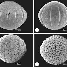 Image result for Fadogia schmitzii