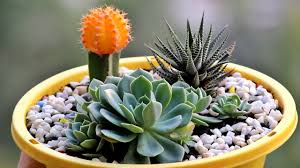 An arrangement you pick can be for your living room, garden, office, art rooms, special occasion. Cute Succulent Arrangement Idea In Less Than 5 Minutes Youtube