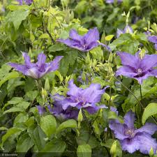 Image result for Clematis pulchra