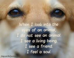 When I Look Into The Eyes Of An Animal I Do Not See An Animal When I Look Into The Eyes Of An Animal I Do Not See An Animal I See A Living Being I See A Friend I Feel A S Happy Life Quotes