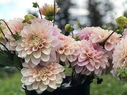 Sweet Nathalie Dahlia Tuber Store Triple Wren Farms Dahlia Flower Flower Farm Dahlias Garden