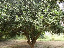 Image result for Garcinia livingstonei