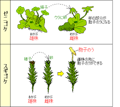 植物の分類