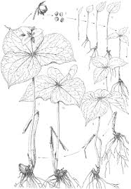 Many rare and unusual varieties. Importance Of Life History Studies For Conservation Of Fragmented Populations A Case Study Of The Understory Herb Trillium Camschatcense Ohara 2006 Plant Species Biology Wiley Online Library