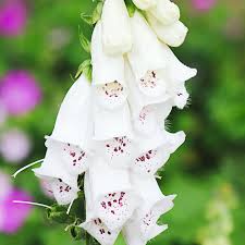 Image result for Digitalis purpurea alba/ red spots