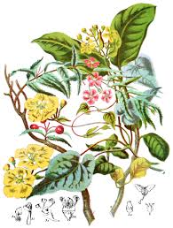 Image result for Malpighiaceae