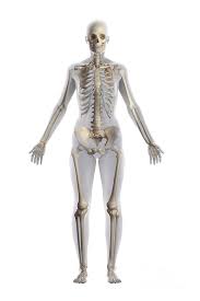 Free anatomy 3d models are ready for lowpoly, rigged, animated, 3d printable, vr, ar or game. Skeletal Anatomy Female Photograph By Science Picture Co