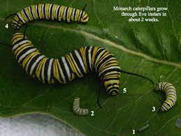 A Visual Journey Through The Monarch Life Cycle The National Wildlife Federation Blog The National Wildlife Federation Blog