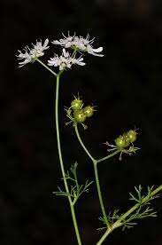 Image result for Coriandrum