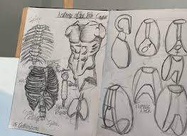 The costotransverse ligaments in human: Drawing Of The Anatomy Of The Rib Cage Anatomy