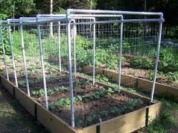 That's where using a cucumber trellis comes in! Our Saturday Project A Bean Trellis System In The Garden Yay Bean Trellis Trellis System Cucumber Trellis