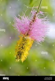 Image result for Dichrostachys