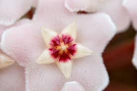 Image result for hoya plant flower