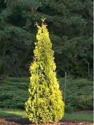 It was discovered in a nursery in poland in 1999 and was introduced into this country in 2010. Highlights Arborvitae Janed Gold Pp 21967 1 Gallon Pot Shrubs Columnar Narrow Thuja Occidentalis Arborvitae Landscaping Arborvitae