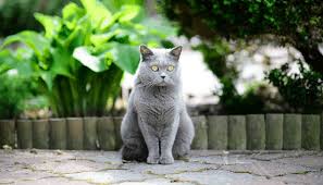 If your cat suddenly stops eating after receiving a vaccine, it could be a side effect. How To Stop Cats From Going To The Neighbours My British Shorthair